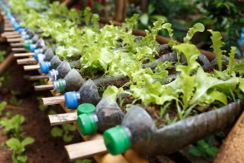 water-bottles-in-the-garden-800x533